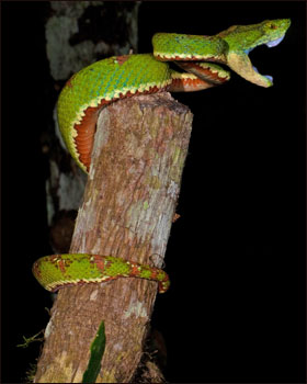 Surucucu da espécie Bothriechis schegelli (Fotos: Paul S. Hamilton / RAEI.org)