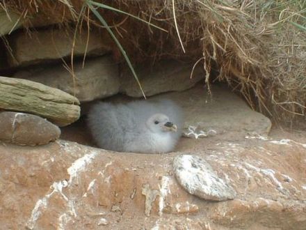 A well grown Fulmar chick, North Bay, 1st August 2005.