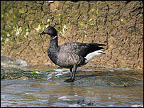 Brent Geese 