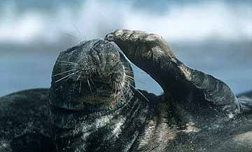 Grey Seal &copy;Gerhard Schulz