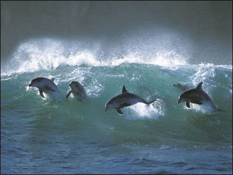 Imagem do fotógrafo Greg Huglin mostra golfinhos surfando na África do Sul