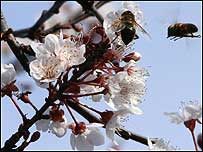 Early bees on blossom c/o PA Images
