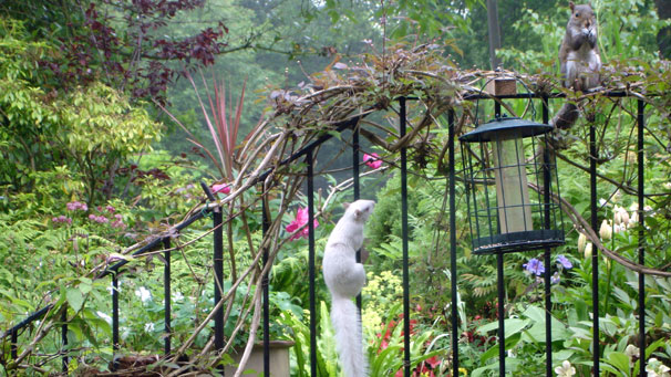 John Davidson caught this albino squirrel side by side with a grey at his bird feeder.