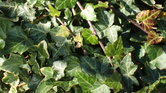 Green ivy Green ivy