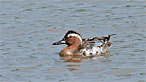 Garganey. Photo: Moses Davies