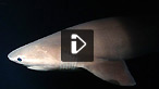 Night diving with a six gill shark in Mediterranean.