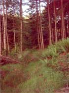 Safle Tyddyn Gwladys