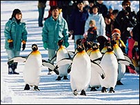 Pingüins passeiam na ilha de Hokkaido (Foto: Zoológico de Asahiyama)