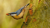Nuthatch © Glen Delaney