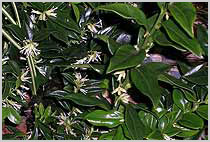 Sarcocca confusa