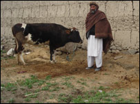 اسهال در حيوانات