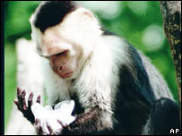 Macaco capuchinho (arquivo)