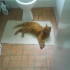 Garfield the cat