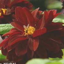 Dahlia 'Arabian Night'