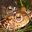 Activities (Image: Toads)