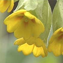 Primula veris