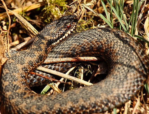 basking adder by trishaaristead