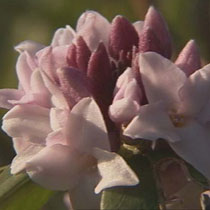 Daphne bholua 'Jacqueline Postill'