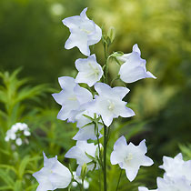 Campanula persicifolia 'Chettle Charm'