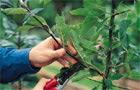 Pruning a fruit tree.