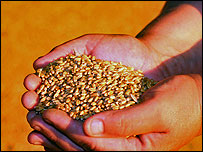 Зерно в руках. Фото Укрінформ