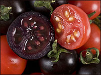 Tomate roxo (Foto: John Innes Centre)