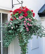 Hanging Basket