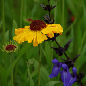 The azure blue flowers of Salvia guaranitica 'Black and Blue' look striking next to Helenium 'Mardi Gras' at Cath's Garden Plants