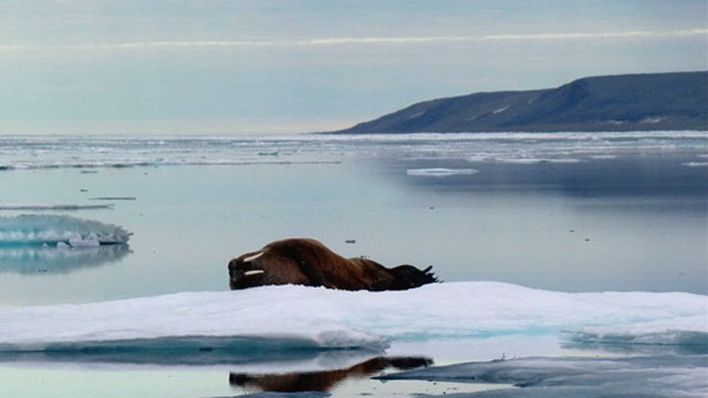 A walrus relaxes on an ice berg