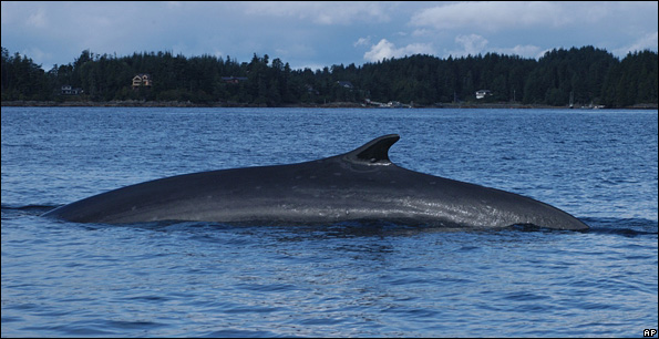 Fin whale