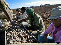 Agricultores cubanos