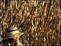 Plantação de cana-de-açúcar