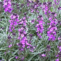 Erysimum 'Bowles' Mauve'