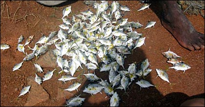 Fish caught from Batticaloa lagoon with ulcer-like disease