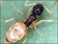 चींटियों का संगठन और क़तार