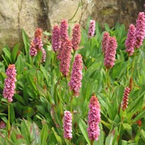 Persicaria affinis
