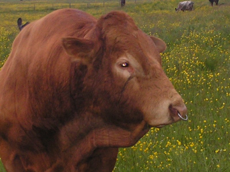 A Handsome beast from over the fence