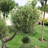 Pinus densiflora 'Alice Verkade'