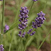 Lavandula angustifolia