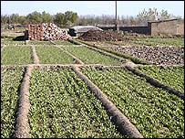 Rau trồng tại phía bắc Trung Quốc