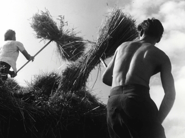 Haymaking, Hampshire 1958