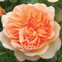 Rosa 'Port Sunlight'