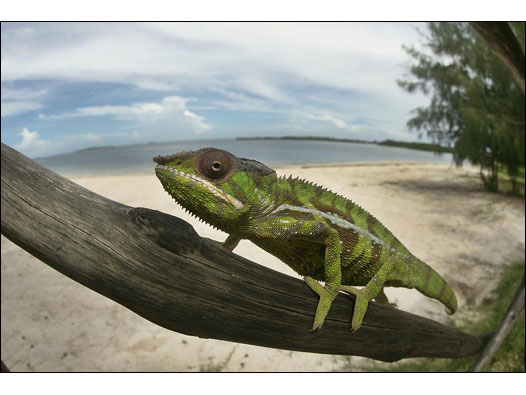 Camaleão-pantera (Foto: Cristina Mittermeier)