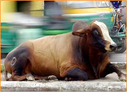 گائے میں چِپ: عنوان بھیجیے