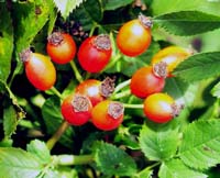 Dog Rose Fruits