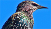 A starling by C.J Roberts