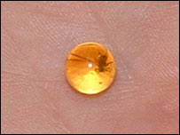 nova espécie de afídeos, Mindarus harringtoni. Foto: Richard Harrington