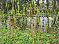 New willow growth at Thornton le Dale pond