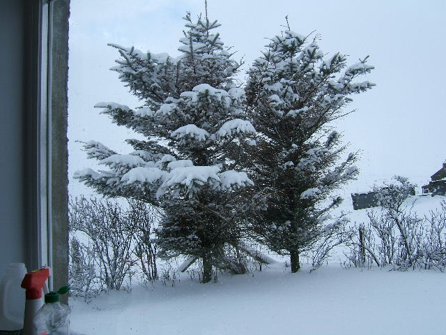 My poor little trees all covered with snow