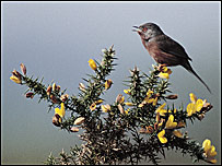 Dartford warbler on flowering gorse bush